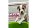 Adopt Stef a Pit Bull Terrier, Mixed Breed