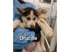 Adopt Drucilla a German Shepherd Dog, Mixed Breed