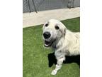 Adopt Lacey a Great Pyrenees, Mixed Breed