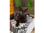 Adopt Tufti AND Nemo a Domestic Short Hair