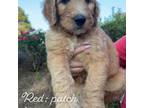 Goldendoodle Puppy for sale in Loganville, GA, USA