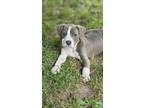 Adopt Eagle a Pit Bull Terrier, Husky