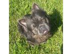 French Bulldog Puppy for sale in Bonne Terre, MO, USA