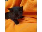 Poblano 5/5 Domestic Shorthair Kitten Male