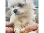 Maltese Puppy for sale in Ocala, FL, USA