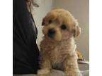 Shih-Poo Puppy for sale in Canton, GA, USA