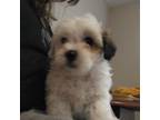 Shih-Poo Puppy for sale in Canton, GA, USA