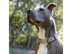 Adopt HoneyBelle a Pit Bull Terrier