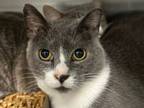 Adopt NAVI a Domestic Short Hair