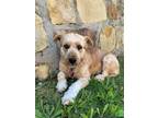 Adopt Lily a Shih Tzu, Pit Bull Terrier