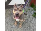 Adopt Rachel (Peaches) a Mixed Breed