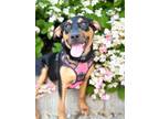 Adopt Simone a Shepherd, Mixed Breed