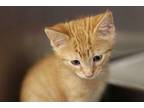 Ginger Domestic Shorthair Kitten Male