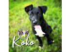 Adopt Koko Yoscelin a Pit Bull Terrier, Labrador Retriever