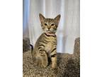 Adopt Sprinkles a Domestic Short Hair