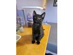 Adopt Cherry a Domestic Short Hair