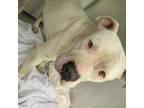 Adopt Juniper a Pit Bull Terrier, Mixed Breed