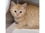 Adopt Lil Girly a Domestic Short Hair