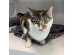 Adopt Cali a Domestic Short Hair