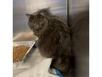 Adopt Ronda a Domestic Long Hair