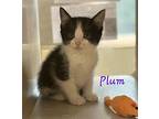 Plum Domestic Shorthair Kitten Female