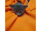 Habanero 3/6 Domestic Shorthair Kitten Male