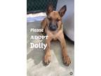 Adopt Dolly2 a Belgian Shepherd / Malinois, Australian Cattle Dog / Blue Heeler