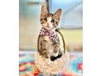 Adopt CUPCAKE a Domestic Short Hair