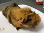 Adopt Peanut Butter *bonded With Jelly And Toast* a Guinea Pig