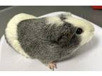 Adopt Jelly *bonded With Peanut Butter And Toast* a Guinea Pig