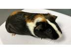 Adopt Toast *bonded With Peanut Butter And Jelly* a Guinea Pig