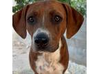 Adopt Liloo a Redbone Coonhound, Plott Hound