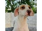 Adopt Perlita a English Pointer