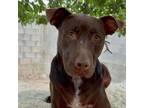 Adopt Joy a Weimaraner