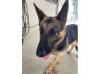 Adopt Abel a German Shepherd Dog