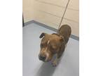 Adopt lacy a American Staffordshire Terrier