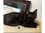 Rory Domestic Shorthair Kitten Female