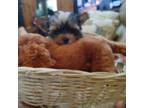 Yorkshire Terrier Puppy for sale in Houston, TX, USA