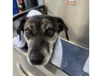 Adopt Pepper - sweet girl, loves other dogs! a Catahoula Leopard Dog, Shepherd