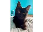 Adopt Vivid Tangerine a Domestic Short Hair