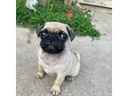 Pug Puppy for sale in Bella Vista, AR, USA