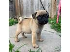 Pug Puppy for sale in Bella Vista, AR, USA