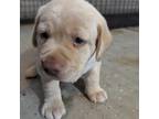 Labrador Retriever Puppy for sale in Morrow, OH, USA