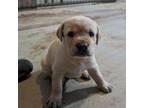 Labrador Retriever Puppy for sale in Morrow, OH, USA
