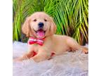 Golden Retriever Puppy for sale in Cape Coral, FL, USA