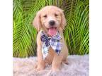 Golden Retriever Puppy for sale in Cape Coral, FL, USA