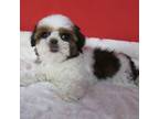Shih Tzu Puppy for sale in Phelan, CA, USA