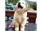 Golden Retriever Puppy for sale in Penrose, CO, USA
