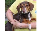 Bailey 39845 Beagle Young Female
