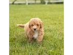 Mutt Puppy for sale in Warsaw, IN, USA